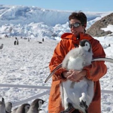 Emperor Penguins at Risk of Devastating Declines